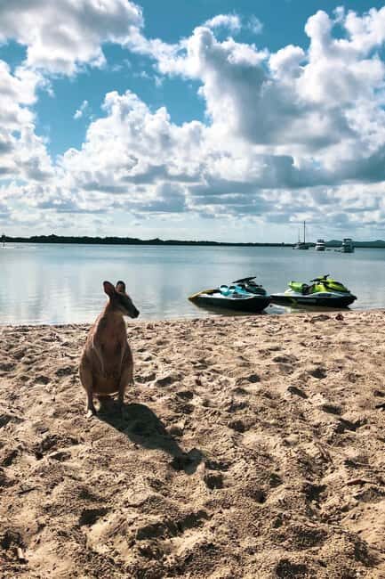 Surfers Paradise: 2 Hour Tropical Island Jet Ski Tour - What to Expect on the Tour