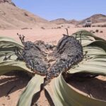 Swakopmund: Moon Valley and Namib Desert Welwitschia Tour - FAQ