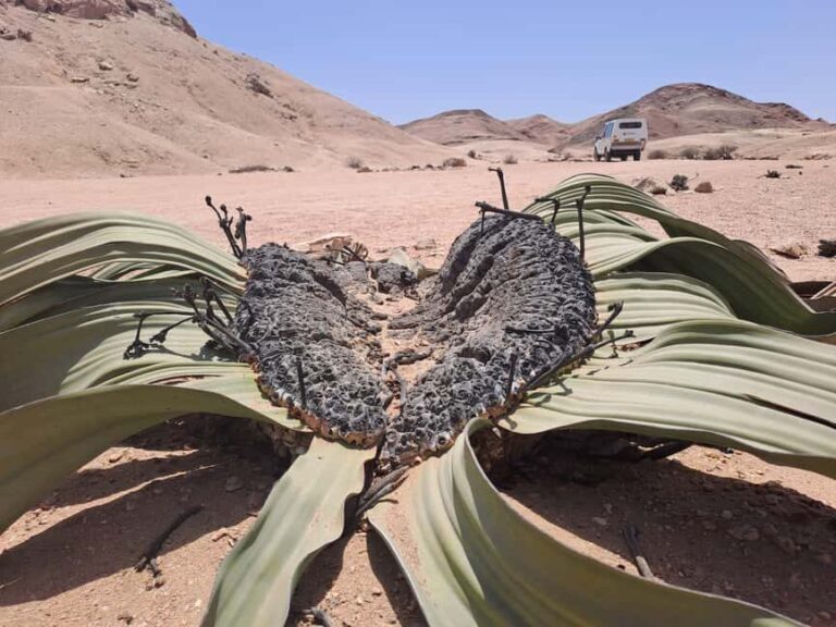 Swakopmund: Moon Valley and Namib Desert Welwitschia Tour - FAQ