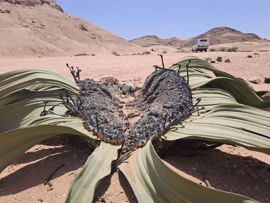 Swakopmund: Moon Valley and Namib Desert Welwitschia Tour - FAQ