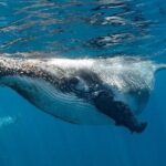 Swim with Humpback Whales - Ningaloo Reef - 3 Islands Whale Shark Dive - Who Will Love This Tour?