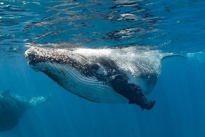 Swim with Humpback Whales - Ningaloo Reef - 3 Islands Whale Shark Dive - Who Will Love This Tour?