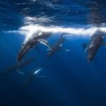 Swim with Humpback Whales: Sunshine Coast - Why This Tour Stands Out