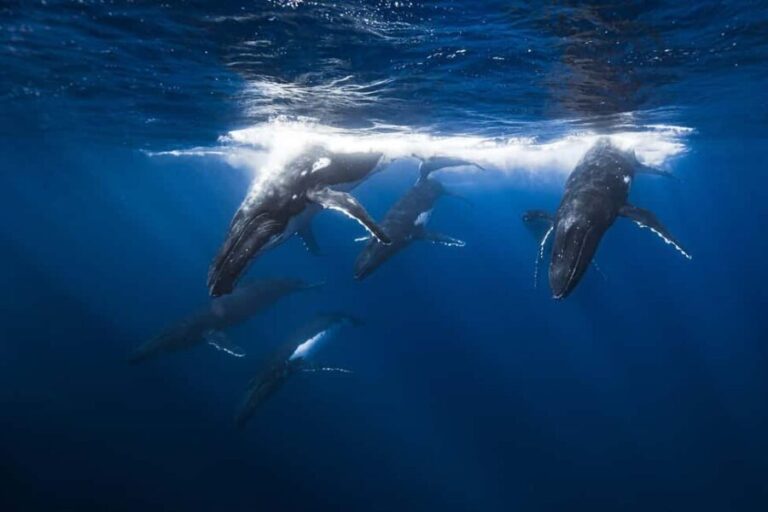 Swim with Humpback Whales: Sunshine Coast - Why This Tour Stands Out