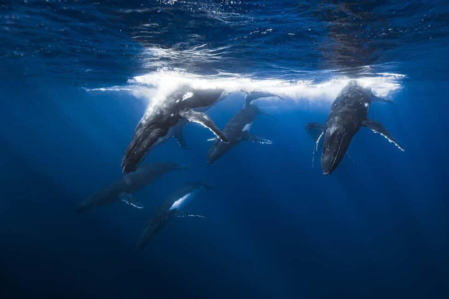 Swim with Humpback Whales: Sunshine Coast - Why This Tour Stands Out