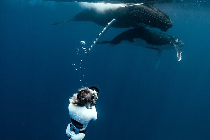 Swim with humpback whales - Who Will Love This Tour?