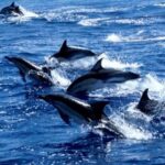Swim with Sea Turtles, Kuza Cave, Paje Beach, The Rock Lunch - Starting the day: Dolphin swimming at Kizimkazi Beach