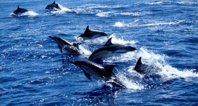 Swim with Sea Turtles, Kuza Cave, Paje Beach, The Rock Lunch - Starting the day: Dolphin swimming at Kizimkazi Beach