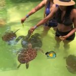 Swim with Turtles at The Lagoons Zanzibar & Stone Town Tour - Transport, Group Size, and Pricing