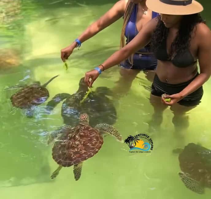 Swim with Turtles at The Lagoons Zanzibar & Stone Town Tour - Transport, Group Size, and Pricing