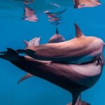 Swim with Turtles, Starfish Adventure, The Rock, Paje Beach - What to Expect Throughout the Day