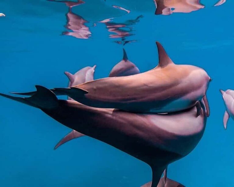 Swim with Turtles, Starfish Adventure, The Rock, Paje Beach - What to Expect Throughout the Day