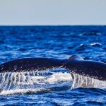 Swim with Whales Gold Coast - Final Thoughts