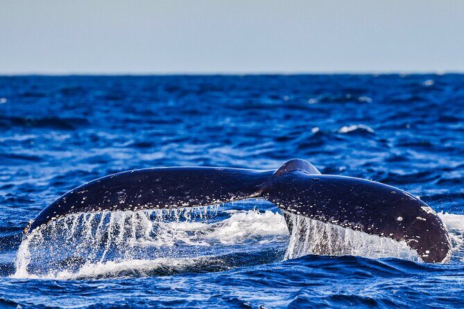 Swim with Whales Gold Coast - Final Thoughts