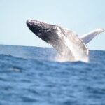 Swim with Whales in Gold Coast - The Thrill of Swimming with Humpbacks