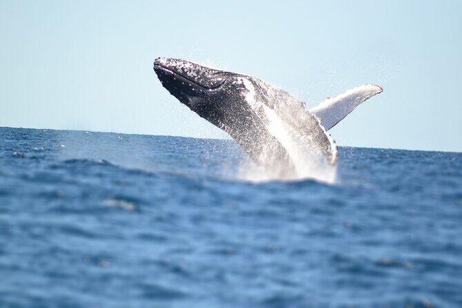 Swim with Whales in Gold Coast - The Thrill of Swimming with Humpbacks