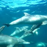 Swim with Wild Dolphins Day Tour - Considerations & Tips for Participants