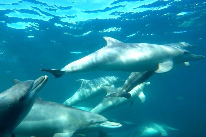 Swim with Wild Dolphins Day Tour - Considerations & Tips for Participants