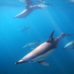 Swim With Wild Dolphins in Tauranga - Pricing and Value