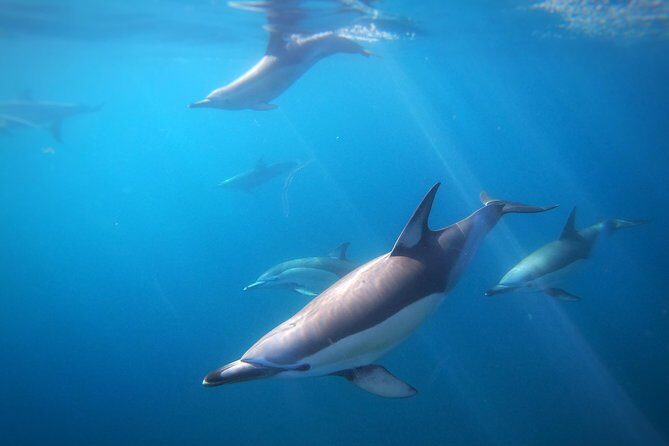 Swim With Wild Dolphins in Tauranga - Pricing and Value