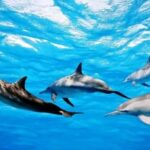 Swimming with dolphins and snorkeling mnemba island - The Boat Ride: A Scenic Journey to Mnemba Island