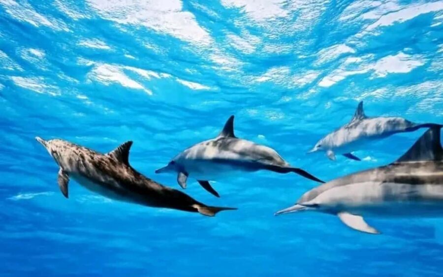Swimming with dolphins and snorkeling mnemba island - The Boat Ride: A Scenic Journey to Mnemba Island