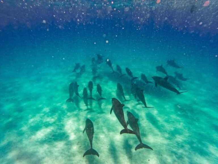 Swimming with dolphins in kizimkazi - The Actual Experience: What Makes It Stand Out