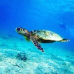 Swimming with sea turtles in salaam cave - The Value of the Experience