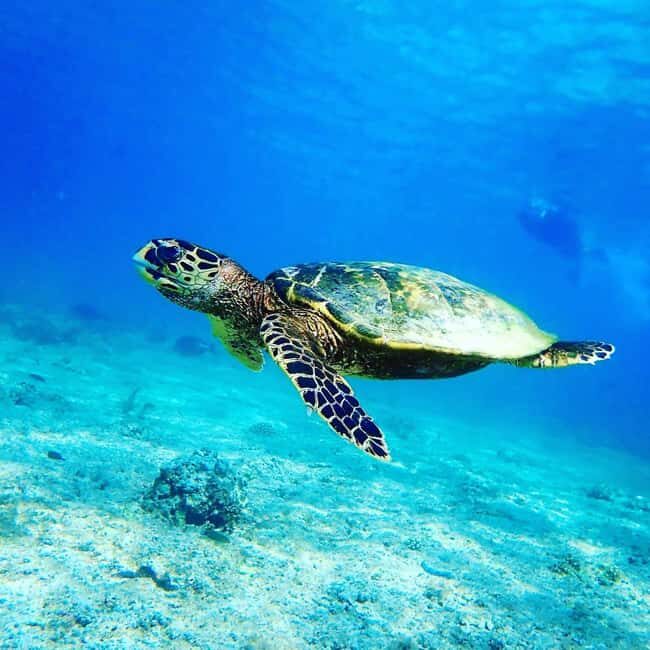 Swimming with sea turtles in salaam cave - The Value of the Experience