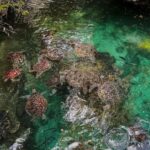 SWIMMING WITH TURLTLES AT BARAKA AQUARIUM - Why This Experience Is Worth It