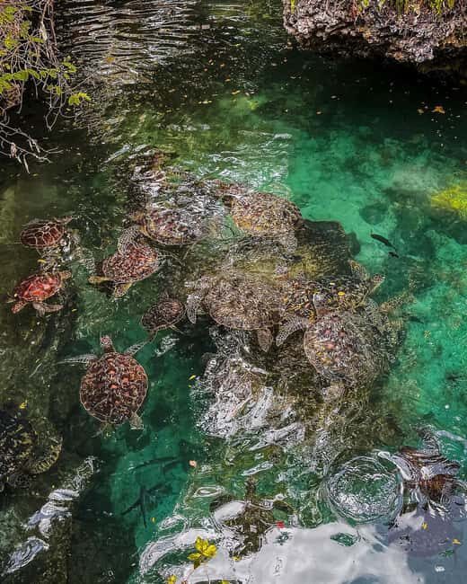 SWIMMING WITH TURLTLES AT BARAKA AQUARIUM - Why This Experience Is Worth It