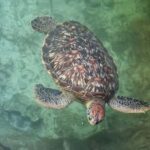 SWIMMING WITH TURTLES AT SALAAM CAVE AT KIZIMKAZI ZANZIBAR - The Experience: What You Can Expect