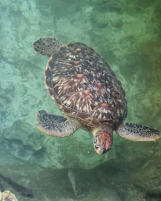 SWIMMING WITH TURTLES AT SALAAM CAVE AT KIZIMKAZI ZANZIBAR - The Experience: What You Can Expect