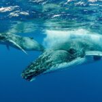 Swimming with Whales in Moorea (Half Day tour) - Who Would Love This Experience?