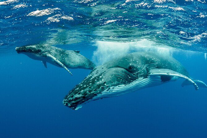 Swimming with Whales in Moorea (Half Day tour) - Who Would Love This Experience?