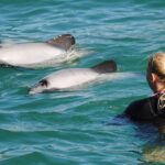 Swimming with Wild Dolphins in Akaroa - FAQ