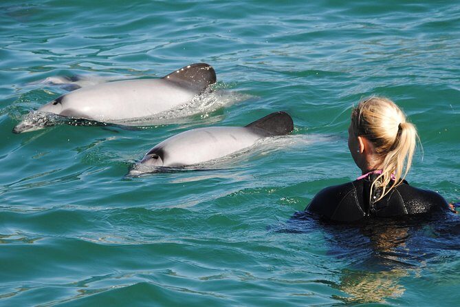 Swimming with Wild Dolphins in Akaroa - FAQ