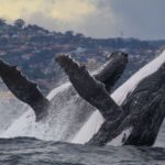 Sydney: 2.5-Hour Discovery Whale Watching Tour by Catamaran - Why choose this whale watching tour?