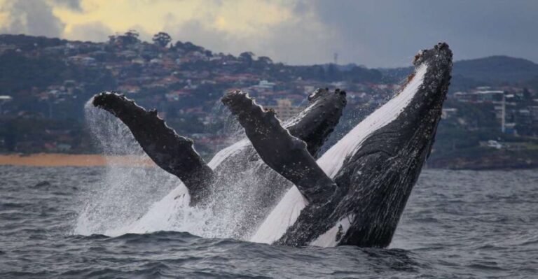 Sydney: 2.5-Hour Discovery Whale Watching Tour by Catamaran - Why choose this whale watching tour?