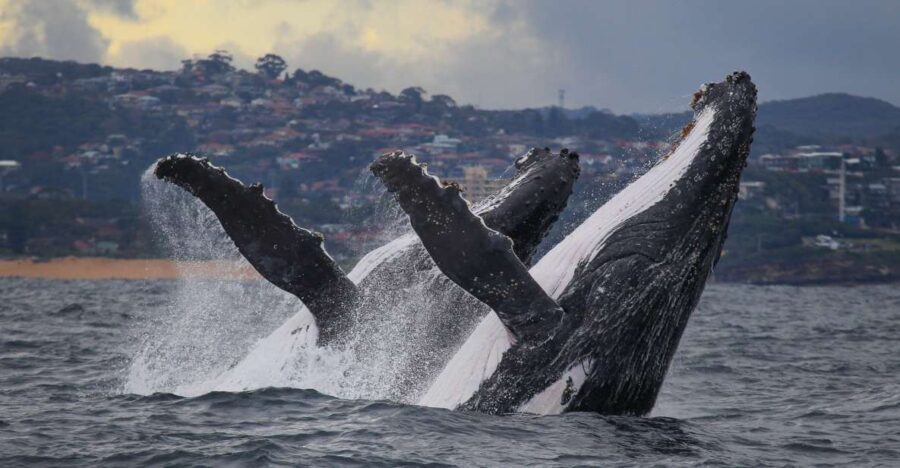 Sydney: 2.5-Hour Discovery Whale Watching Tour by Catamaran - Why choose this whale watching tour?