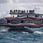 Sydney: 2-hour Express Whale Watching Cruise - The Sum Up