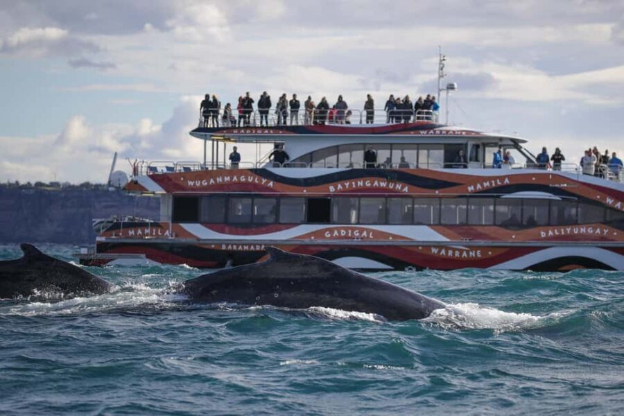 Sydney: 2-hour Express Whale Watching Cruise - The Sum Up