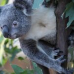 Sydney Attractions Pass: SEA LIFE Aquarium, Sydney Tower Eye, WILD LIFE Zoo and Madame Tussauds - Detailed Breakdown of Each Attraction