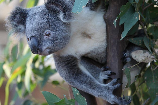 Sydney Attractions Pass: SEA LIFE Aquarium, Sydney Tower Eye, WILD LIFE Zoo and Madame Tussauds - Detailed Breakdown of Each Attraction