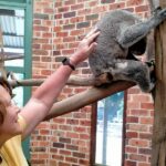 Sydney: Blue Mountains Late Start, Walks Waterfalls & Koalas - Transportation and Group Size