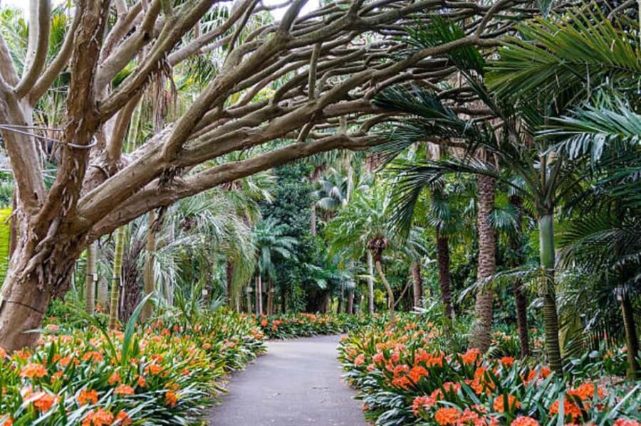 Sydney: City Hike with Opera Bar Lunch - Key Points