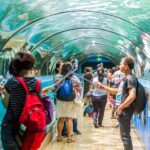 Sydney: Combo Pass for 2, 3, or 4 Top City Attractions - Why This Combo Pass is a Smart Choice