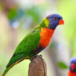 Sydney: Featherdale Wildlife Park Private Tour - What Makes Featherdale Wildlife Park Special?