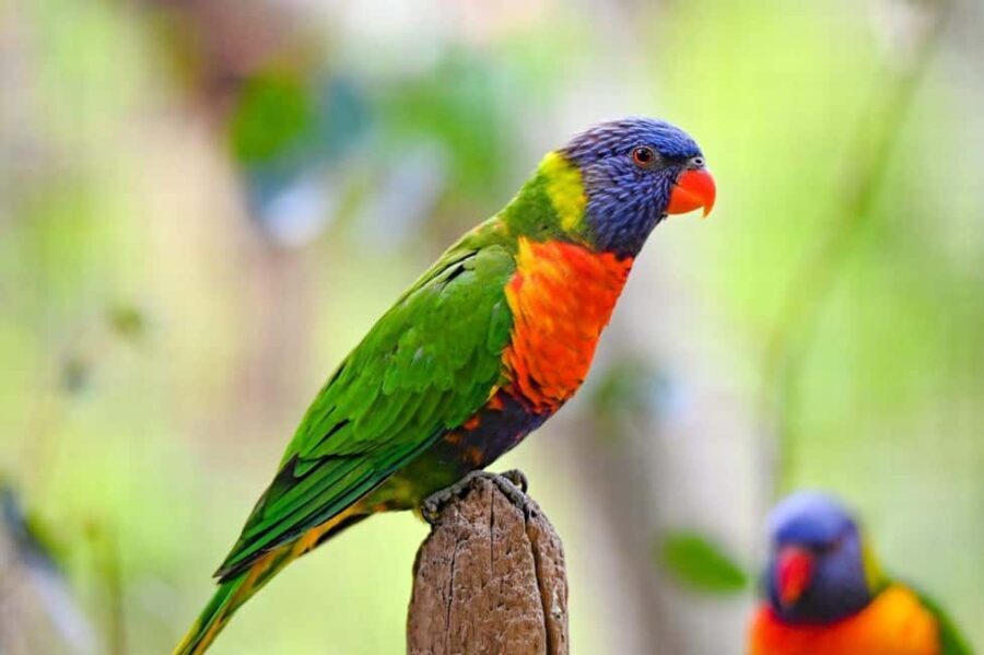 Sydney: Featherdale Wildlife Park Private Tour - What Makes Featherdale Wildlife Park Special?