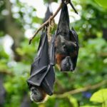 Sydney: Flying Fox Tour, Australia's Largest Bats - An In-Depth Look at the Flying Fox Tour